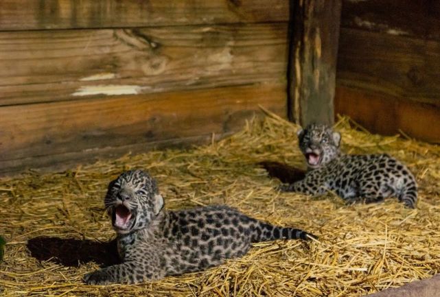 世界首例 那只和野生美洲虎成功配对的圈养美洲虎 生下2只幼崽 美洲虎 卡兰塔 塔尼亚 雄性