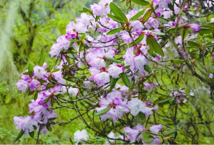 地球|宣布灭绝多年的生物重现地球，真相到底是什么？科学至今无法解释