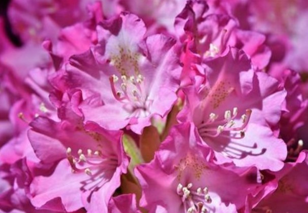 地球|宣布灭绝多年的生物重现地球，真相到底是什么？科学至今无法解释