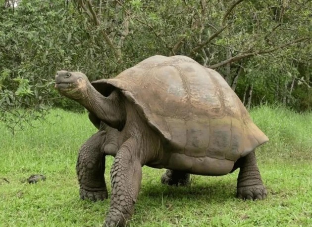 地球|宣布灭绝多年的生物重现地球，真相到底是什么？科学至今无法解释