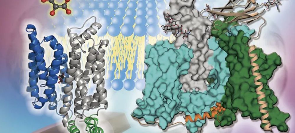 颜宁|联合国新闻专访颜宁：勇敢做自己