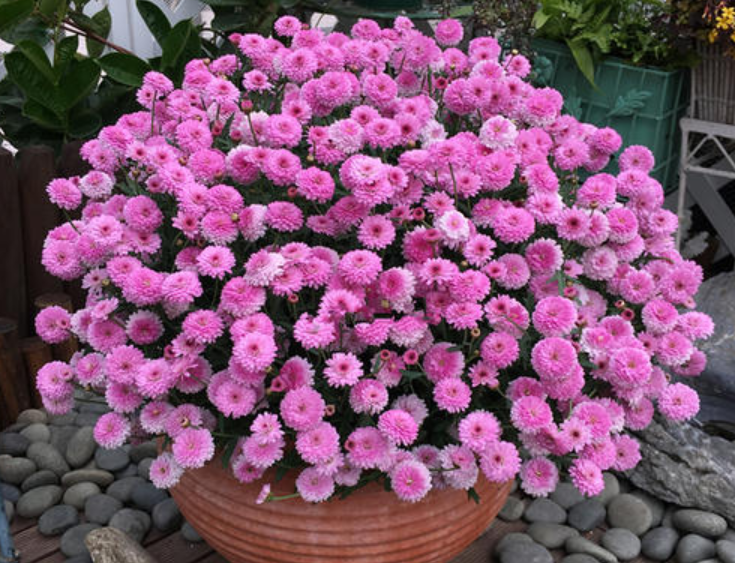 开花植物|正在开花能不能施肥？不能一概而论，分3种情况，选错花期减短