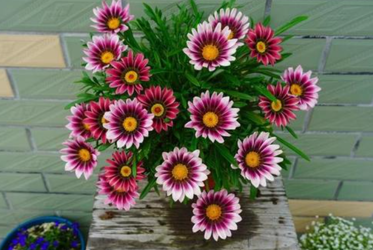 开花植物|正在开花能不能施肥？不能一概而论，分3种情况，选错花期减短