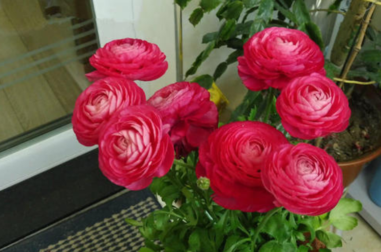 开花植物|正在开花能不能施肥？不能一概而论，分3种情况，选错花期减短