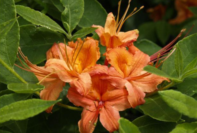 开花植物|正在开花能不能施肥？不能一概而论，分3种情况，选错花期减短