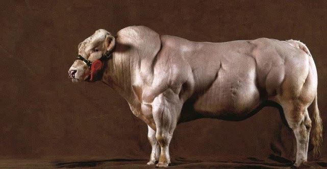 达叔梦想成真,魔鬼筋肉牛成世界上最强壮的牛,但很少人敢吃