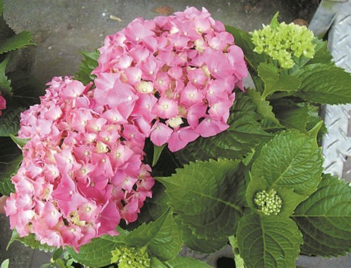 10种不适合室内养殖的有毒植物