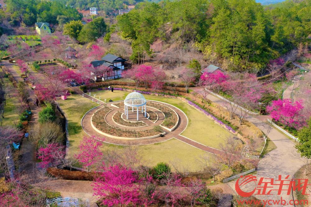 广东梅州:梅花香满城 樱花闹新春