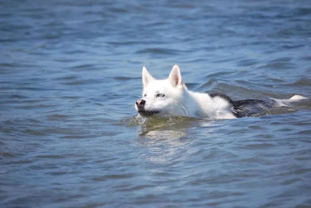 游泳|狗刨作为人类最古老的泳姿，凭啥不能进奥运！
