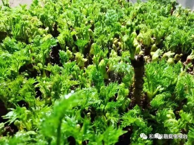 和政县特色反季节野菜乌龙头上市备受青睐