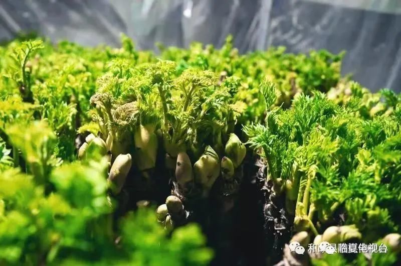 和政县:特色反季节野菜乌龙头上市 备受青睐_腾讯新闻