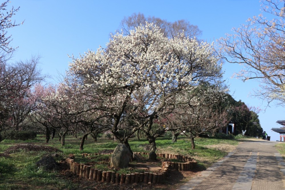 国内唯一一棵百年"情人梅"在梅花山上盛开了