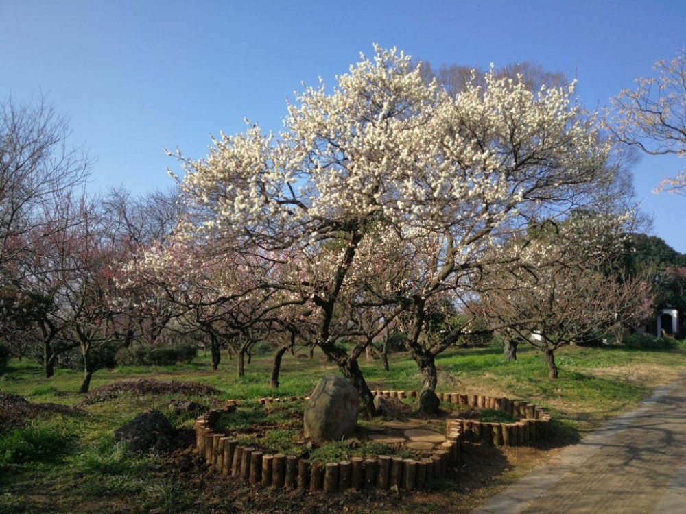 国内唯一一棵百年情人梅在梅花山上盛开了