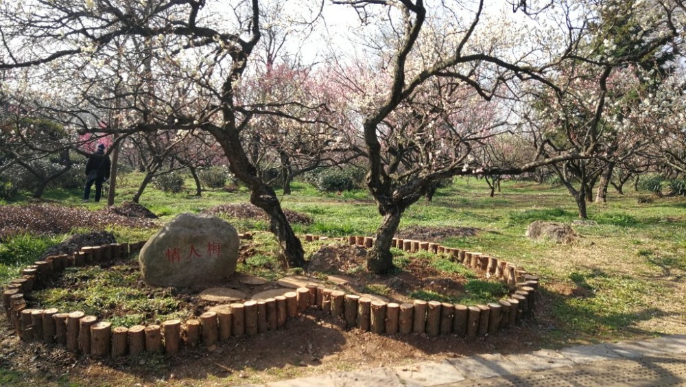 国内唯一一棵百年"情人梅"在梅花山上盛开了