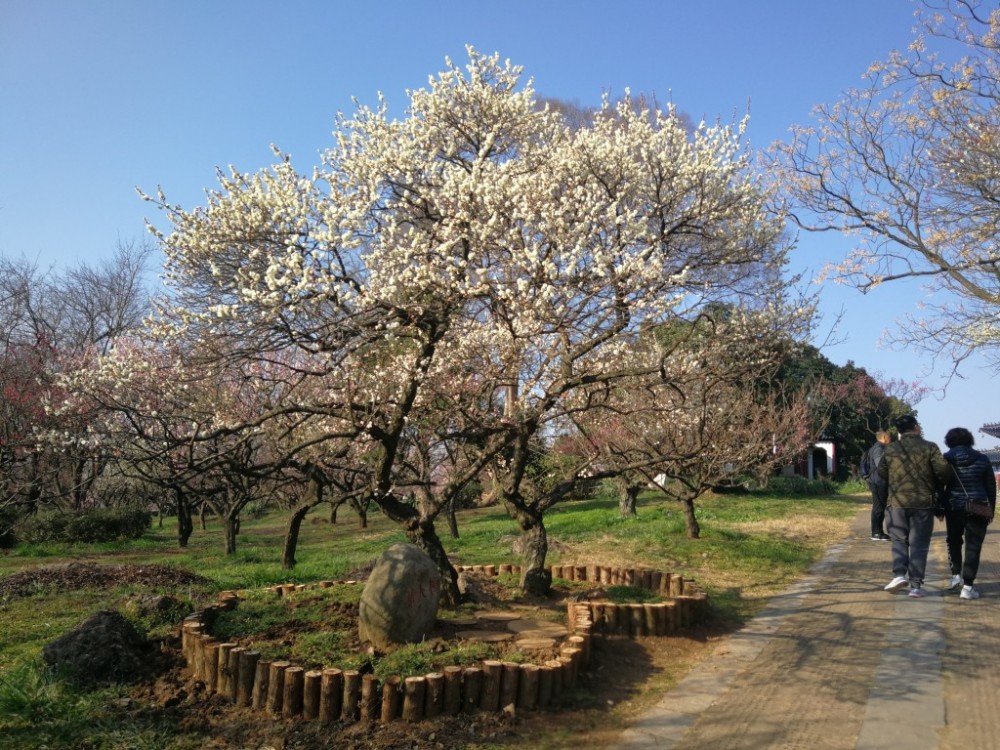 国内唯一一棵百年情人梅在梅花山上盛开了