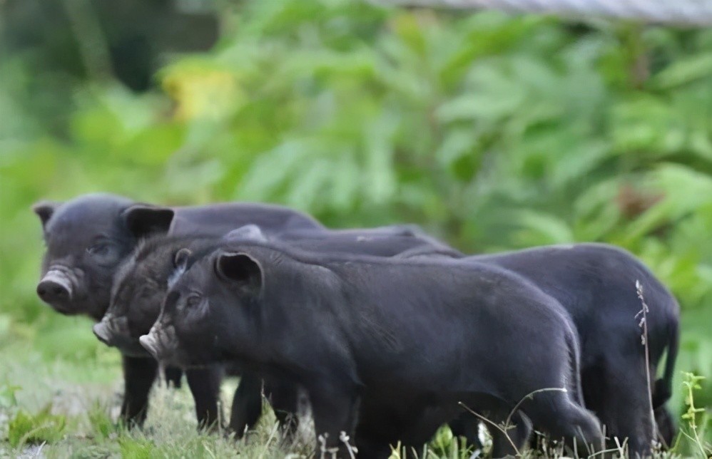 藏香猪|藏香猪养殖和家猪的一些区别 你需要了解一下