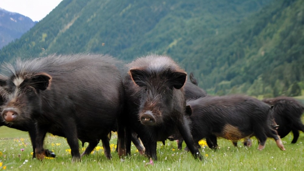 藏香猪|藏香猪养殖和家猪的一些区别 你需要了解一下