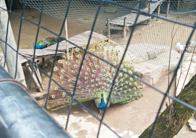 關注人類朋友10張圖帶你掠影南昌動物園