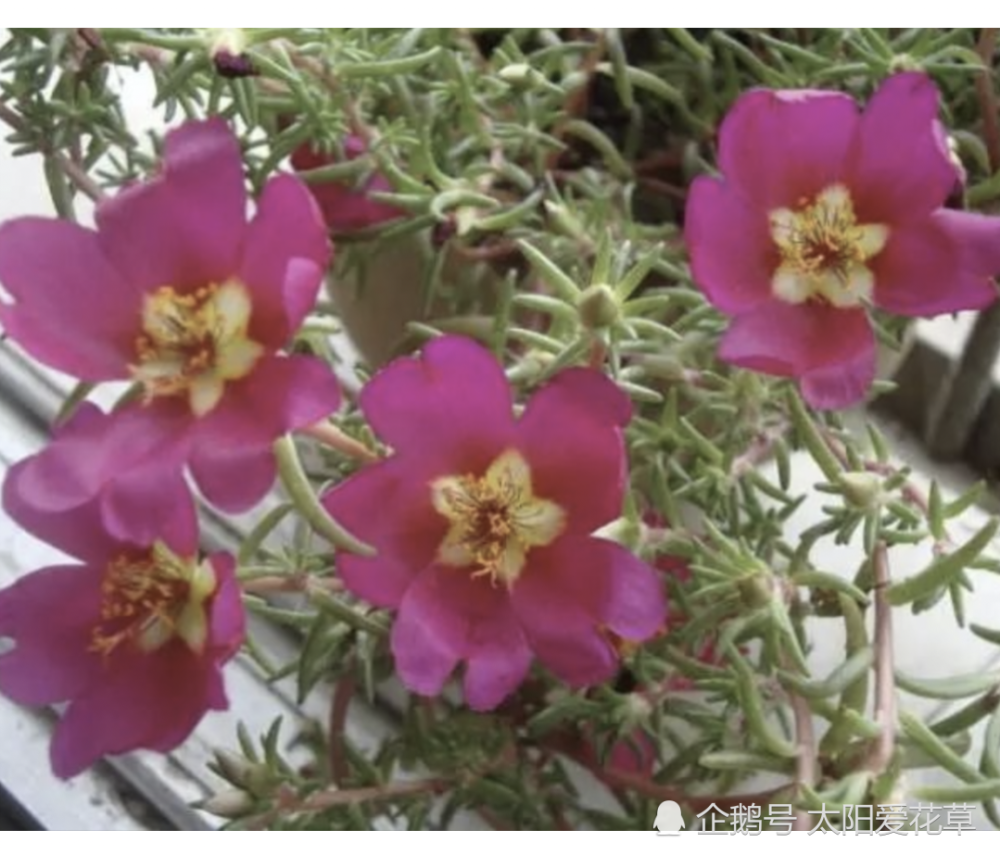 10种容易养活又能开花漂亮的花卉植物 送给喜欢养花的你 腾讯新闻