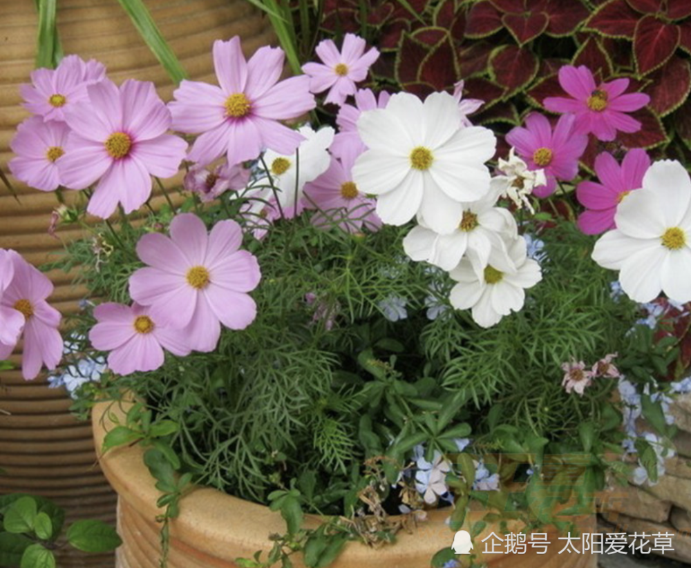 10種容易養活又能開花漂亮的花卉植物,送給喜歡養花的你