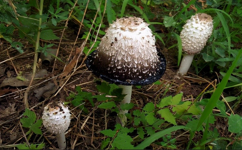 的,雞腿菇菌蓋成熟以後會變成黑色的液體滴落,和墨汁鬼傘有點像的那種