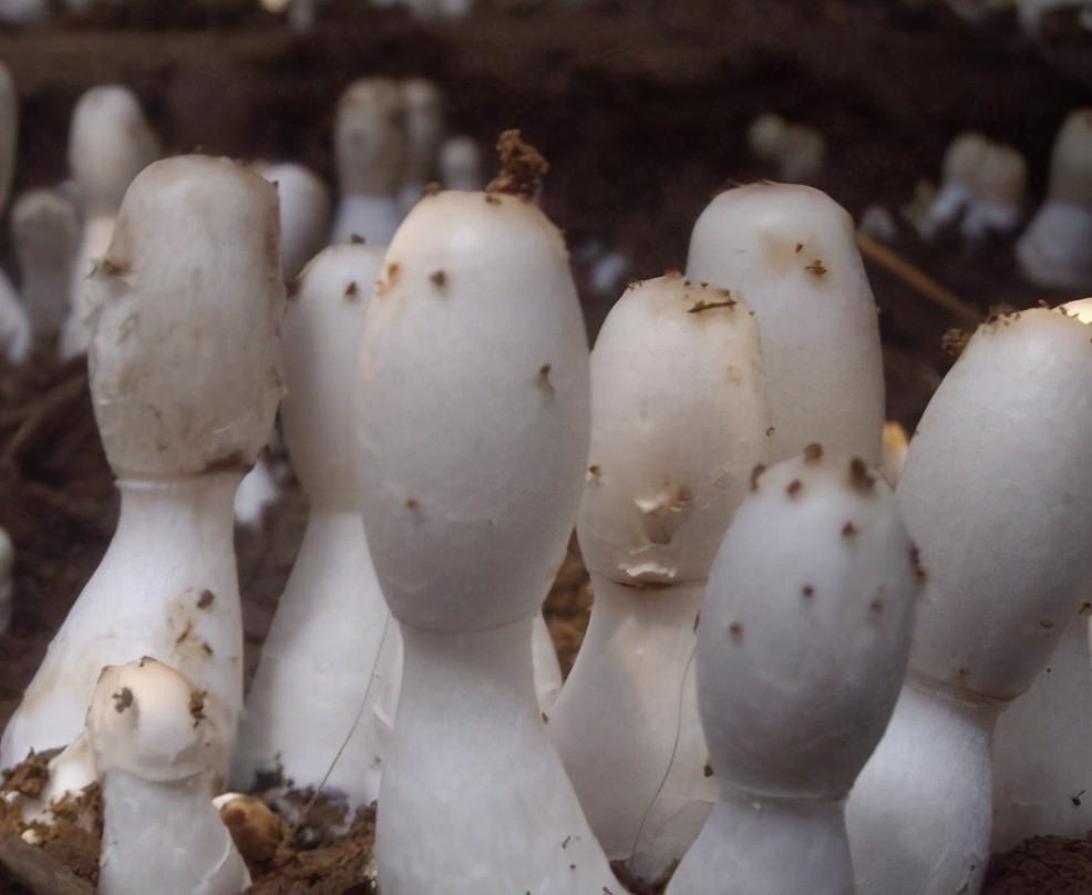 鸡腿菇世卫组织确认的珍稀食用菌生活中经常能吃到