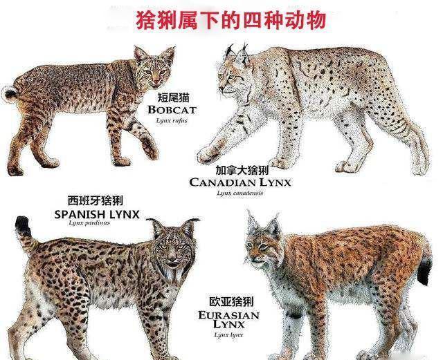 猞猁|欧亚猞猁可以猎杀狒狒吗？为什么？