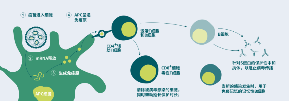 科学家|中国巴菲特、硅谷钢铁侠看好的新冠疫苗，3位中国科学家功不可没