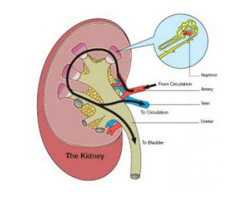 尿酸|尿酸过高容易引起的三个疾病，稍不注意就肾衰竭了