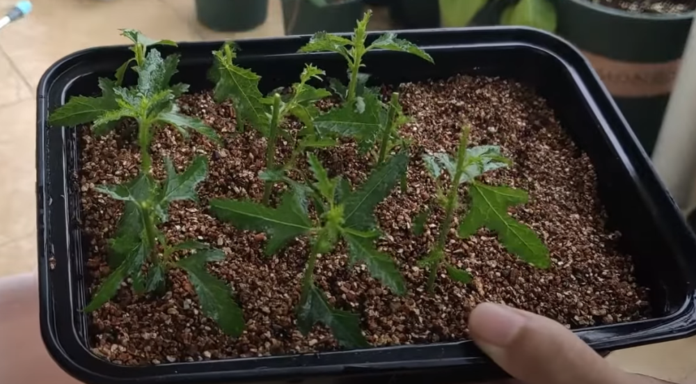 养好小木槿环境很关键,夏季来临前多培育幼苗,扦插繁殖很简单