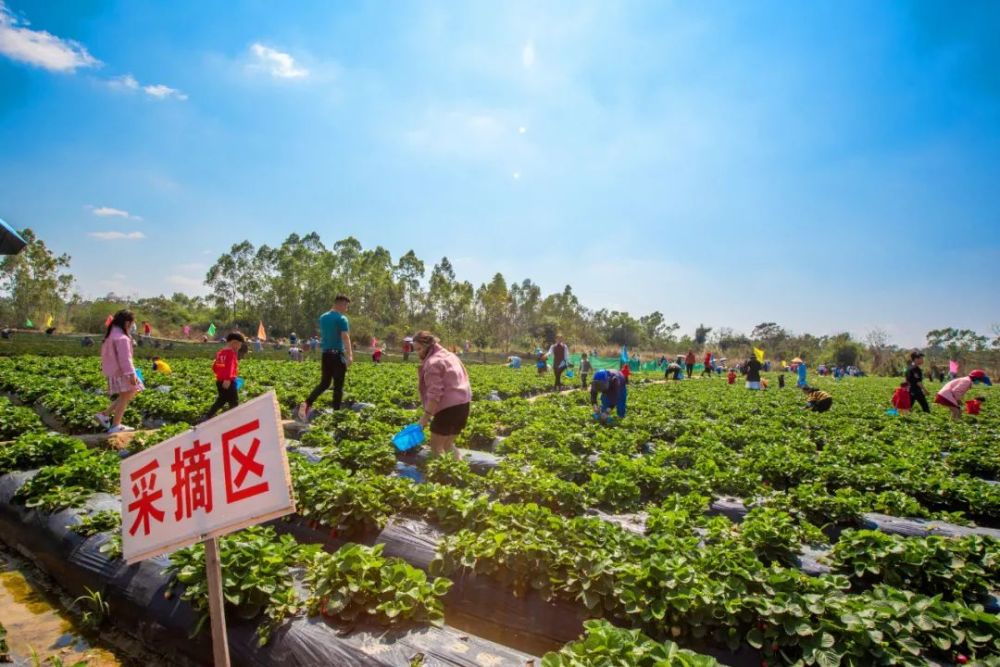 儋州东成草莓熟啦春节采摘游约起来