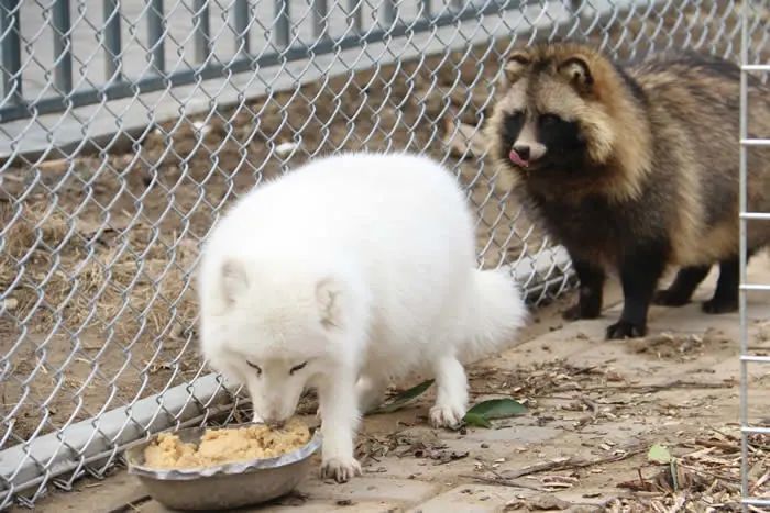 神奇的小動物行為藝術展示,十八般武藝樣樣精通的動物明星給您拜年了!