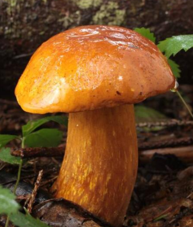 黄牛肝菌,明代就有记载的中药,不仅好吃还能治妇科疾病!