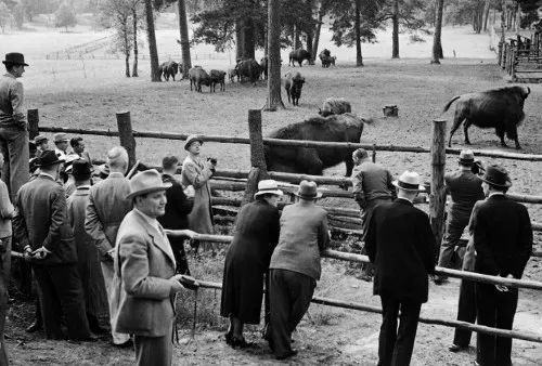 卢茨·赫克|开卷有牛丨为血统纯洁，纳粹复活“上古神兽”！