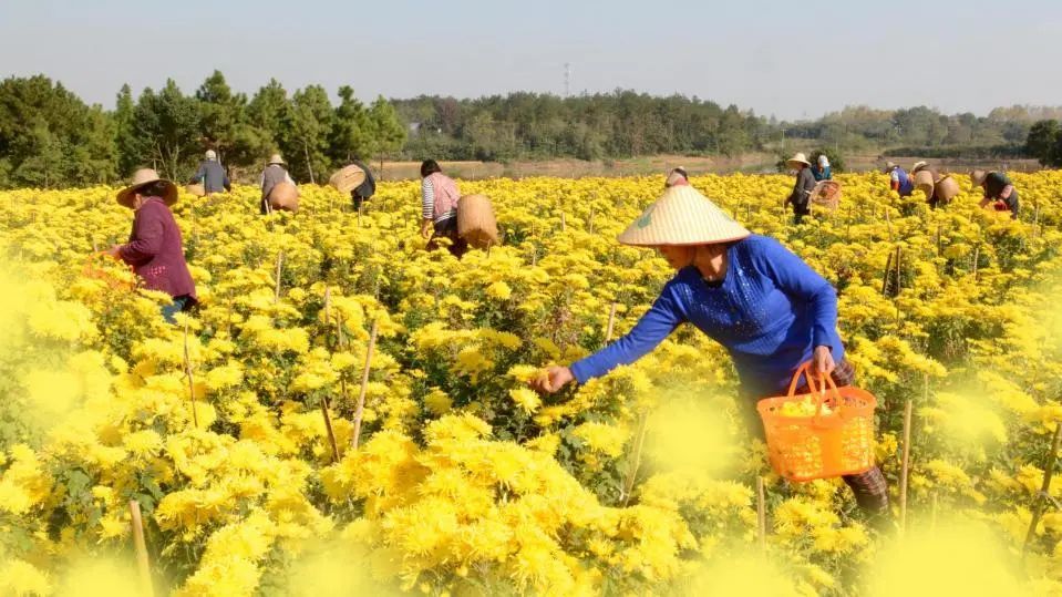 肥胖率|我们的人——为廉价食物付出难以挽回的——沉重代价