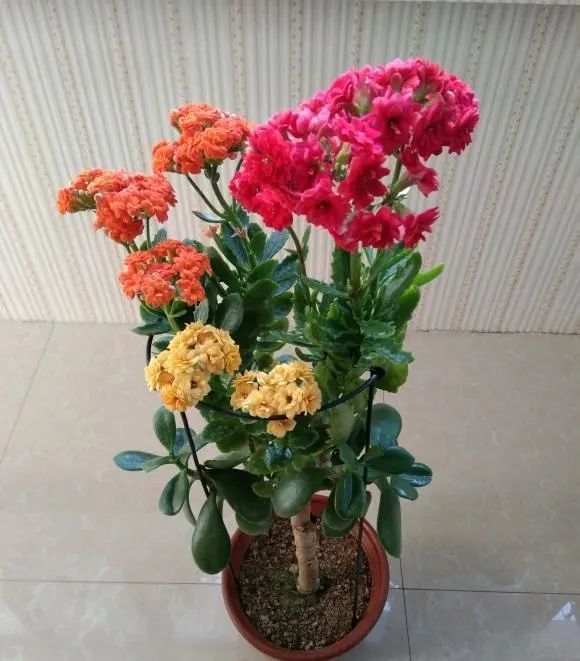 开春以后买几棵玉树嫁接长寿花1树开3色谁见谁喜欢