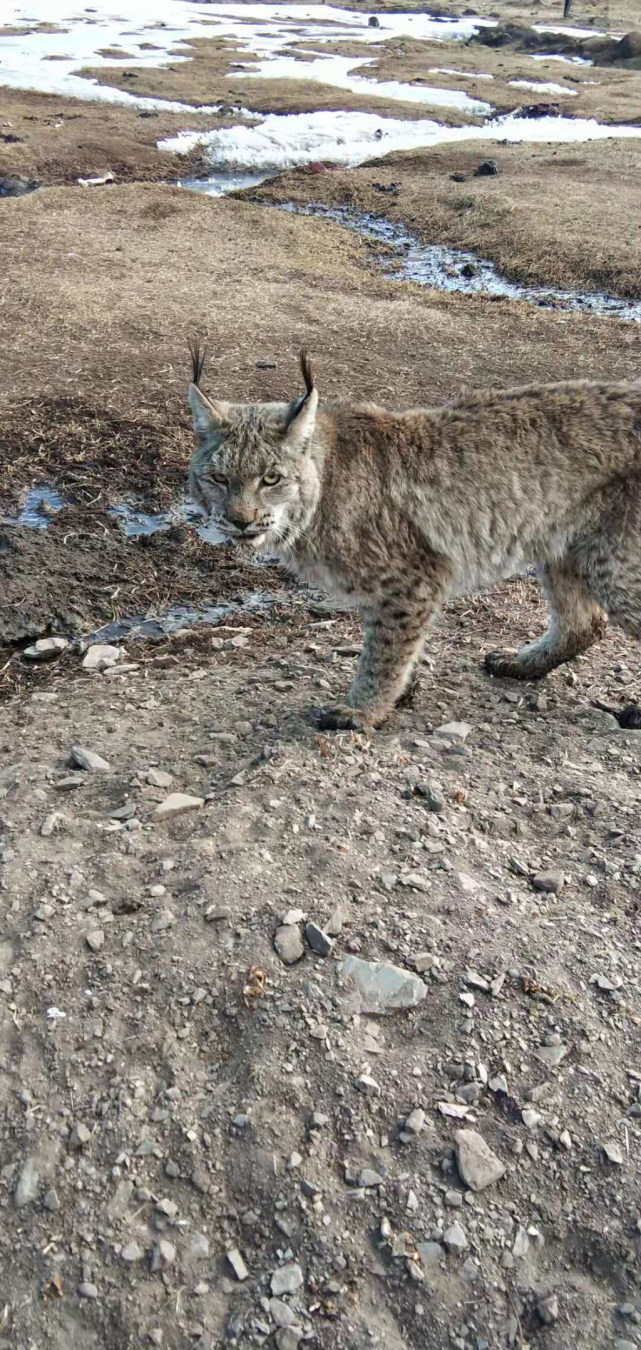 白玉县一猞猁下山来拜年啦