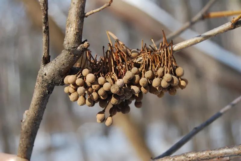 松鸦储存的椴树籽作过冬食粮《收获》2021-1目录长篇小说月光密码/虞