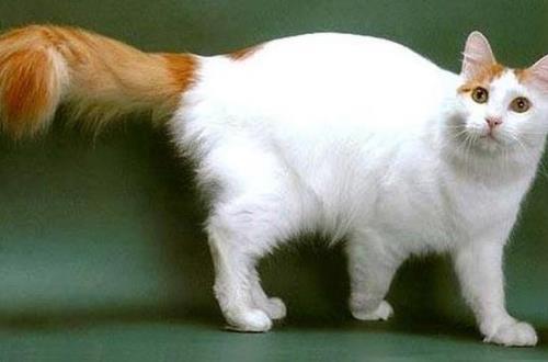 饲养土耳其梵猫饲养,养成饮食习惯要掌握哪些技巧?_腾讯新闻