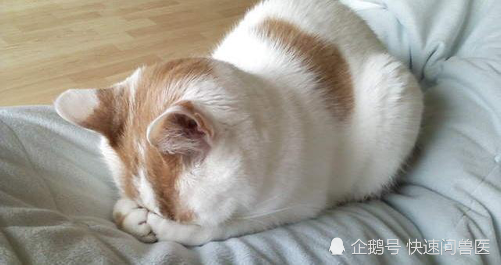 猫正常的心跳和呼吸频率范围和测量方法 腾讯新闻