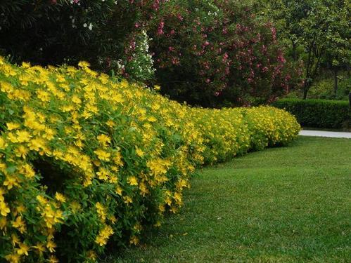 九种适合打造成花篱的花卉任意选一款都能成为庭院中的靓丽风景线