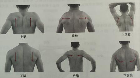 肩胛骨内旋外旋动作图图片