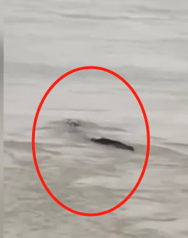 近日,"三峡水怪"一事流传甚广,许多网友"爆料"长江三峡坝区出现水怪