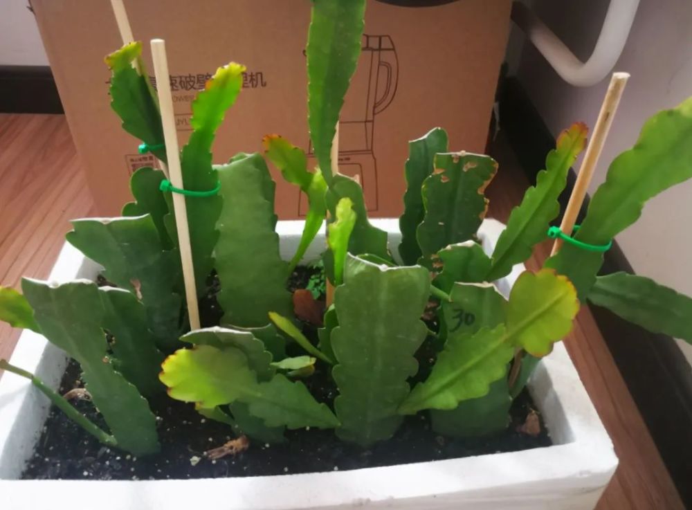 扦插令箭荷花春天最合适掌握4个点一周就能长根