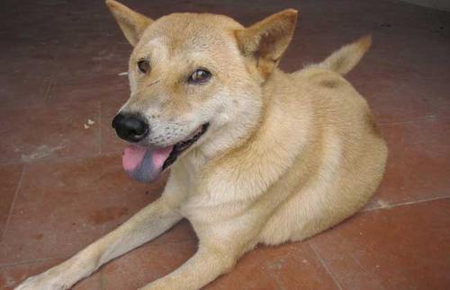 狂犬病病毒|狂犬病病毒最长潜伏期真的有60年？听听小侯怎么说