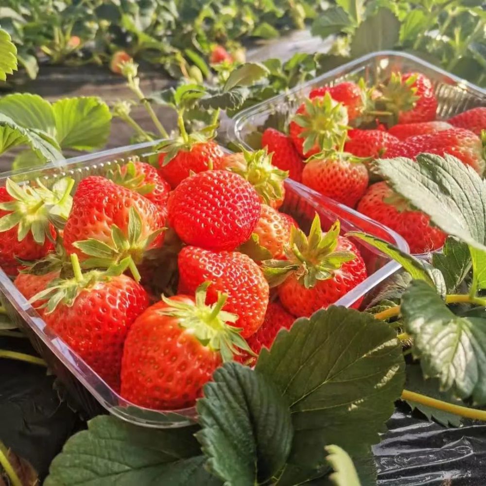 鲅鱼圈五一采摘攻略来啦!