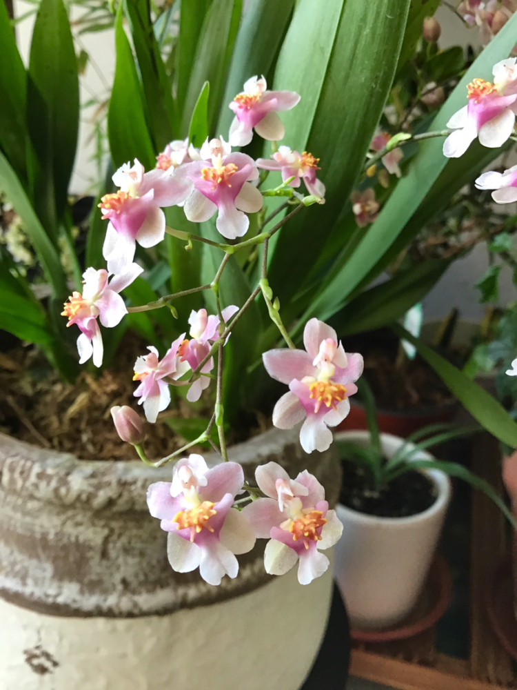 冬天的文心兰特娇媚一串开花十几朵香味满屋
