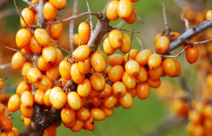 动脉硬化|动脉硬化作为一种心血管疾病，为何近年来高发？平常请少做2件事