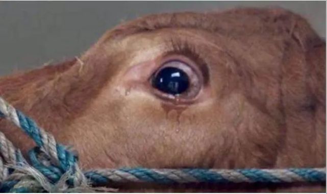 茅山牛眼泪抹在眼睛上真的能看到鬼吗牛眼泪开天