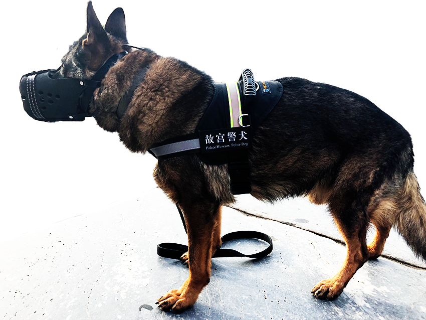 故宫|大内“咪”探？零零狗？故宫瑞兽竟然还有它！